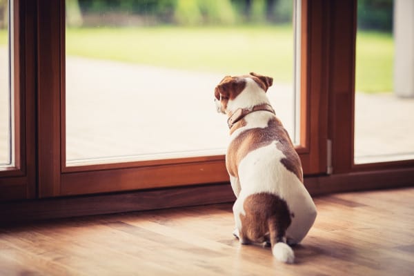 6 Things to Consider Before Getting a Pet Door